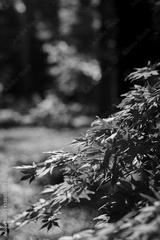 preview bw
