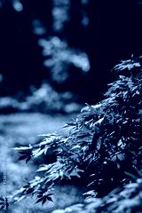 preview cold