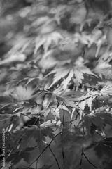preview bw