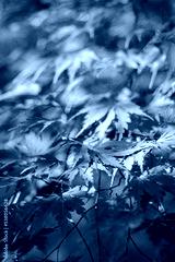 preview cold