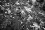 preview bw