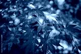 preview cold