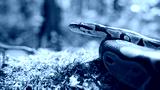 preview cold
