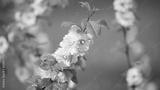 preview bw