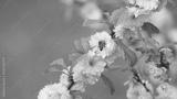 preview bw