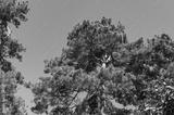 preview bw