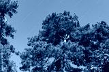 preview cold