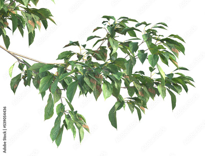 image to crop