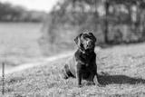 preview bw