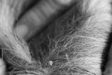preview bw