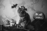 preview bw