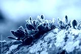 preview cold