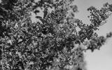 preview bw