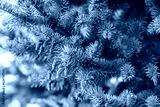 preview cold