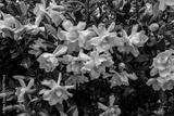 preview bw