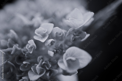 image to crop
