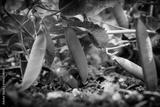 preview bw