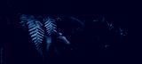 preview cold