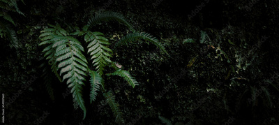 image to crop