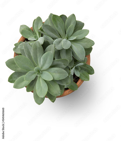 image to crop