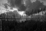 preview bw