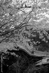 preview bw