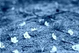 preview cold