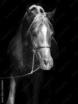 preview bw