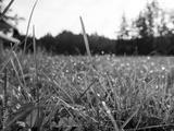 preview bw