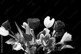 preview bw