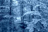 preview cold