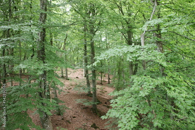 image to crop