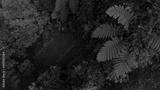preview bw