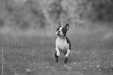 preview bw