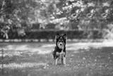 preview bw