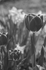 preview bw