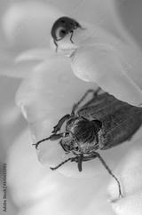 preview bw