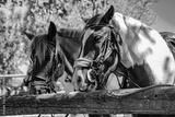 preview bw