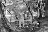 preview bw