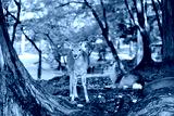 preview cold