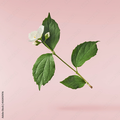 image to crop