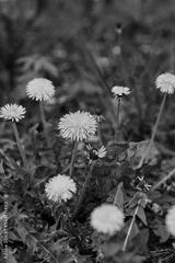 preview bw