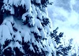 preview cold