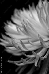 preview bw