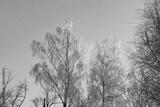 preview bw
