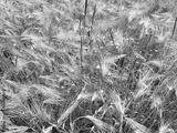 preview bw