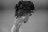 preview bw