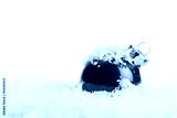 preview cold