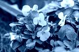 preview cold