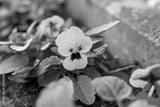 preview bw